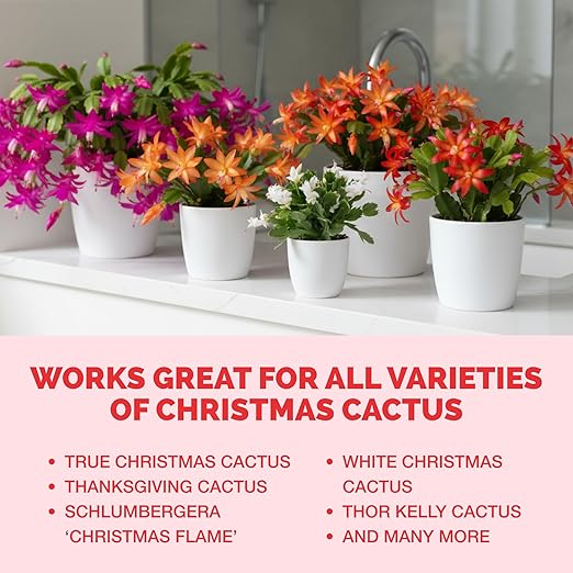 Christmas Cactus Fertilizer for All Christmas Cacti and Schlumbergera Cacti, Liquid Plant Food, 32 oz (1 Quart)