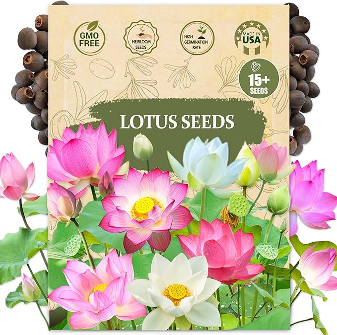Premium Lotus Seeds for Planting – 15 Pre-Cut Bonsai Lotus Flower Seeds in Water – Non-GMO, Heirloom - Grow Stunning Lotus Flowers in Ponds & Gardens