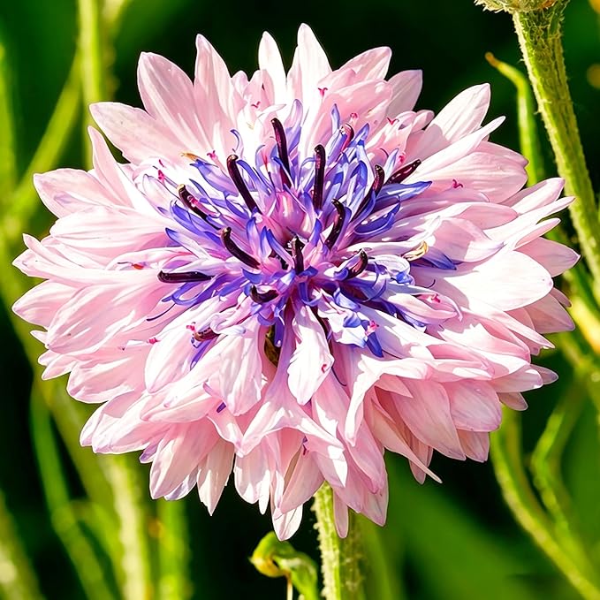 Mix Cornflower Seeds for Planting, 518+pcs Rare Perennial Double Dwarf Cornflower Flower Seeds Plants, Heirloom Non-GMO Hummingbirds Open Pollinated Wildflowers for Home Garden Outdoors