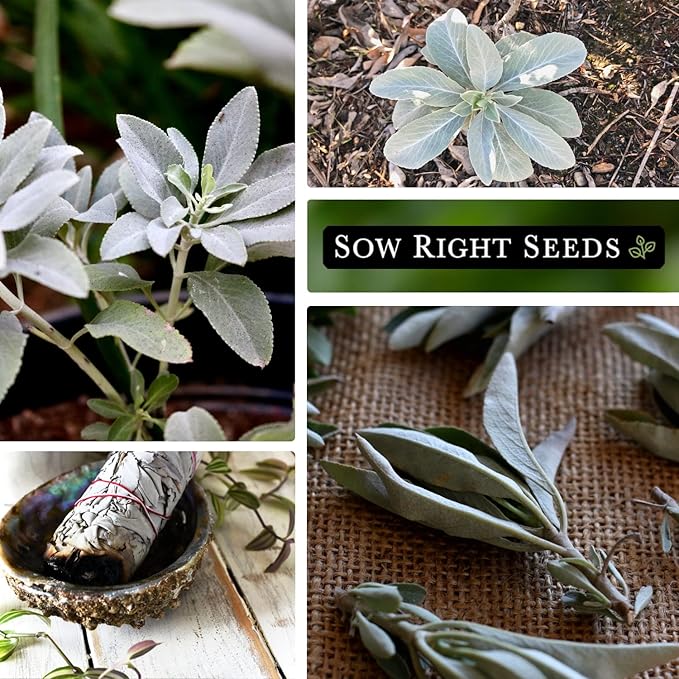 Sow Right Seeds - White Sage Seed for Planting - Non-GMO Heirloom Packet with Instructions for Planting and Growing a Home Herb Garden - Indoors or Outdoors - Make Your Own Herbal Incense (1)