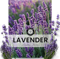 Lavender – 5,000 Seeds for Planting – 2026 Season – 5 Gram Pouch