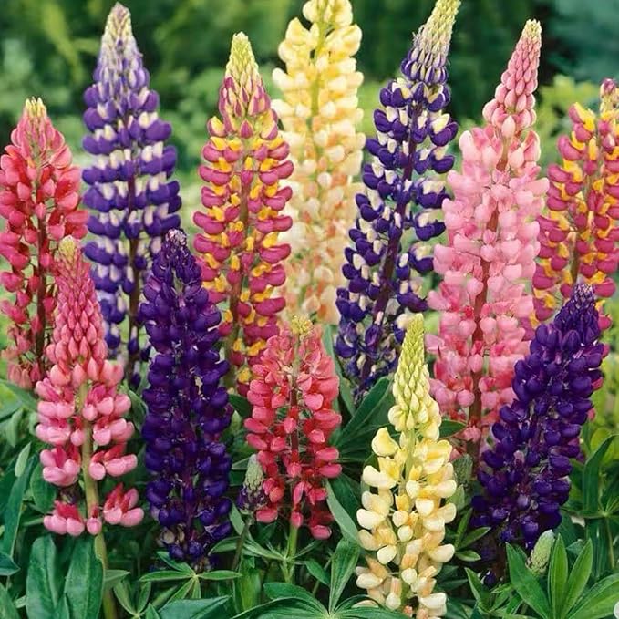 100 Lupine Flower Seeds – Colorful Perennial Blooms for Borders and Pollinator Gardens, Non-GMO and Easy to Grow