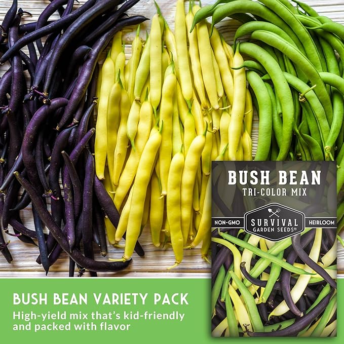Survival Garden Seeds - Tri-Color Bean Seed for Planting - 5 Packs with Instructions to Plant and Grow Yellow, Purple, and Green Bush Beans in Your Home Vegetable Garden - Non-GMO Heirloom Variety