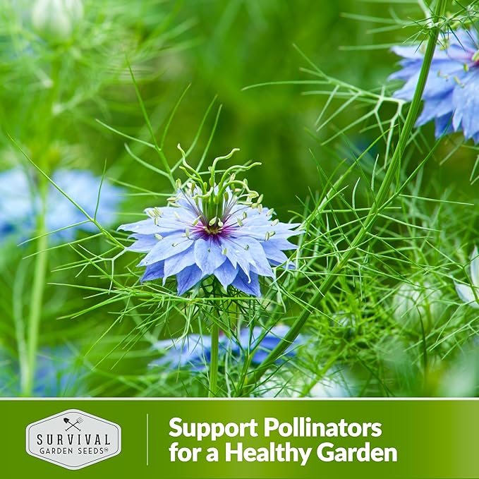 Survival Garden Seeds Black Cumin Seed for Planting - 5 Packets with Instructions to Plant and Grow Beneficial Nigella Sativa Plants in Your Home Vegetable Garden - Non-GMO Heirloom