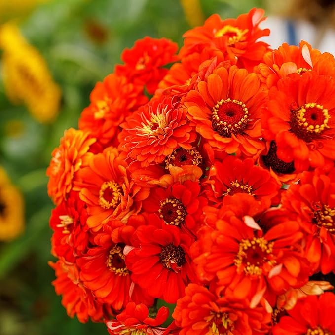 Eden Brothers Zinnia Seeds - Orange King, Non-GMO Seeds for Planting, 1 lb | Low-Maintenance Flower Seeds, Plant During Spring, Zones 3, 4, 5, 6, 7, 8, 9, 10