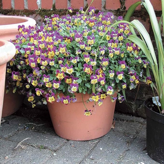Outsidepride Miniola Heart Purple Violet Seeds for Planting - 100 Pcs Annual, Compact & Pollinator Friendly Viola Flower Seed w/Purple and Yellow Blooms, Ideal for Garden Borders & Container Displays