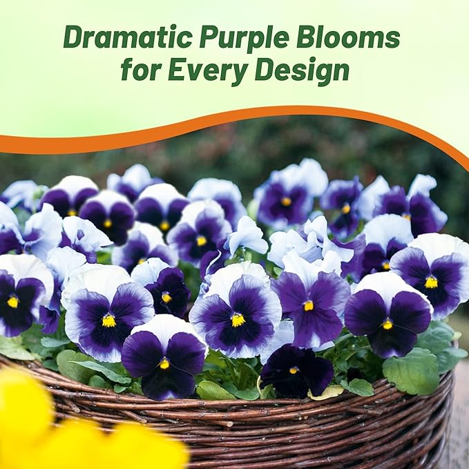 Outsidepride Purple & White Bicolor Beaconsfield Viola Pansy Seeds for Planting - 2,000 Pcs. Cold-Hardy & Pollinator Friendly Flowers with Fragrant Blooms for Garden Beds, Borders & Container Displays