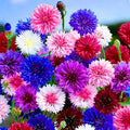 Colorful Dwarf Cornflower Seeds for Planting, 3007+pcs Perennial Cornflower Flower Seeds Plants, Heirloom Non-GMO Rare Beautiful Hummingbirds Open Pollinated Wildflowers in Home Garden Outdoors