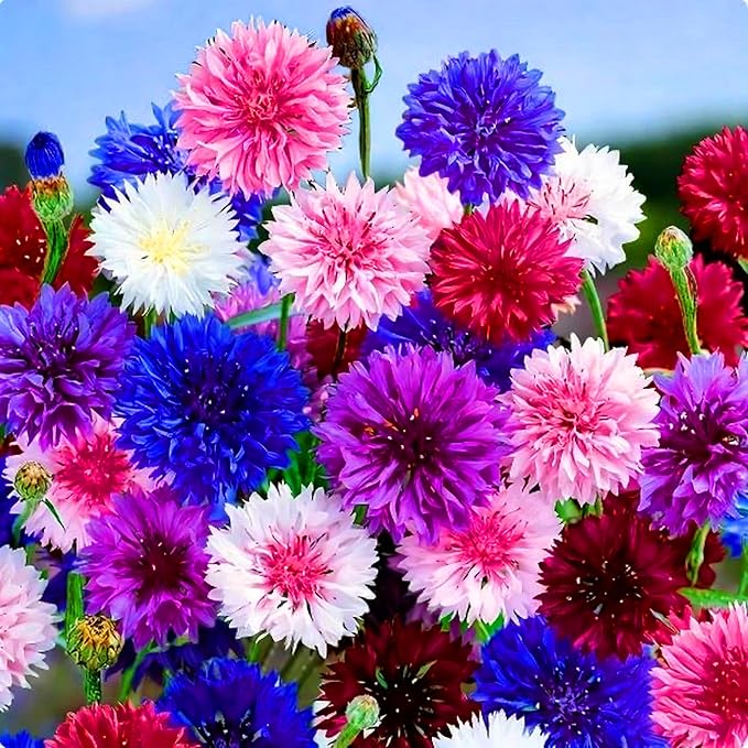 Colorful Dwarf Cornflower Seeds for Planting, 3007+pcs Perennial Cornflower Flower Seeds Plants, Heirloom Non-GMO Rare Beautiful Hummingbirds Open Pollinated Wildflowers in Home Garden Outdoors