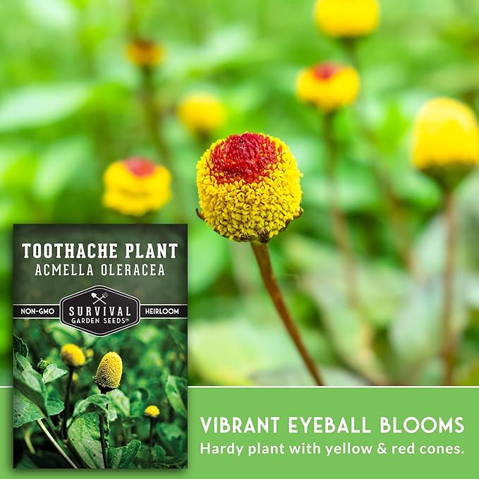 Toothache Plant Seeds for Planting - Acmella Oleracea Spilanthes Buzz Button Electric Daisy Medicinal Herb & Edible Flower - Heirloom Non-GMO Open Pollinated - Survival Garden Seeds (3 Pack)