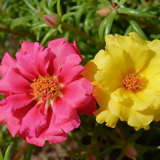 Mixed Color Portulaca Grandiflora Seeds, 20000 Double Moss Rose Seeds for Planting, Heirloom Ground Cover - Purslane Flower Seed for Outside, Beds, Yards, Flower Garden
