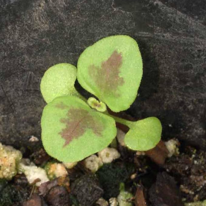 Seed Needs Coleus Seeds for Planting Rainbow Painted Nettle - Heirloom & Open Pollinated Mixed Flower Seed to Grow an Outdoor Butterfly Garden to Attract Pollinators (5 Packs)