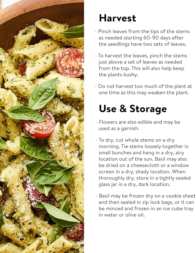 Burpee Sweet Basil Herb Seeds | 500 Non-GMO Basil Seeds for Planting | Grow Fresh Basil Herb in Home Garden | Classic Basil Variety for Italian Cooking
