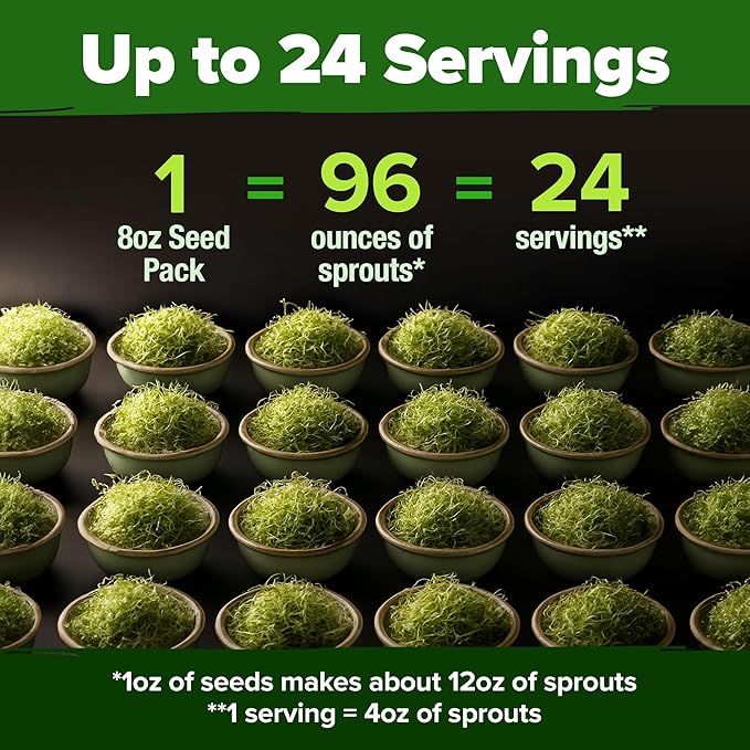 HOME GROWN Broccoli Seeds 8 oz - for Sprouting or Microgreens High Germination Sprout Seeds Nutritious Micro Greens - Broccoli Sprouts in 5 Days - Sulforaphane Rich