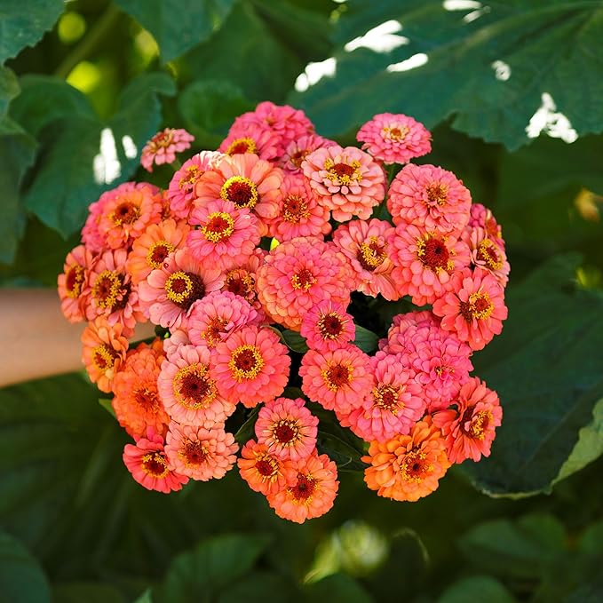 Eden Brothers Zinnia Seeds - Pumila Salmon, Non-GMO Seeds for Planting, 1/4 lb | Low-Maintenance Flower Seeds, Plant During Spring, Zones 3, 4, 5, 6, 7, 8, 9, 10