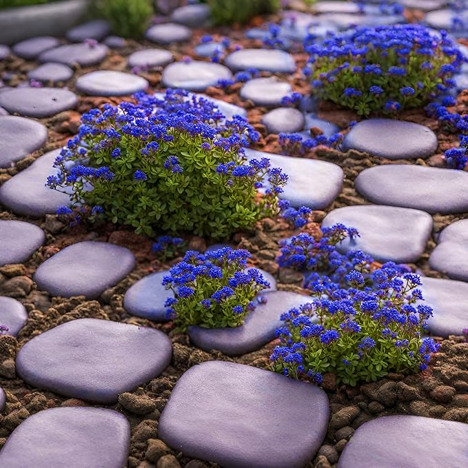 2000+ Rare Creeping Thyme Seeds for Planting - Heirloom Ground Cover Plants Fresh Home and Garden