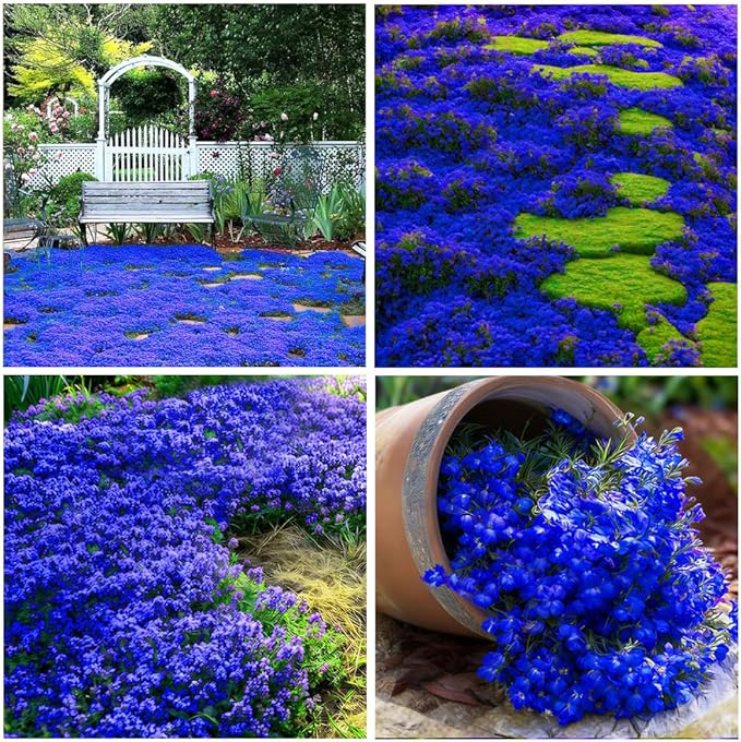 18000+ Creeping Thyme Ground Cover Seeds for Planting Outdoor-Thymus Serpyllum Herb Plants Garden Plant in Your Garden Paths Landscaping Hardy Drought Tolerant Heirloom Open-Pollinated