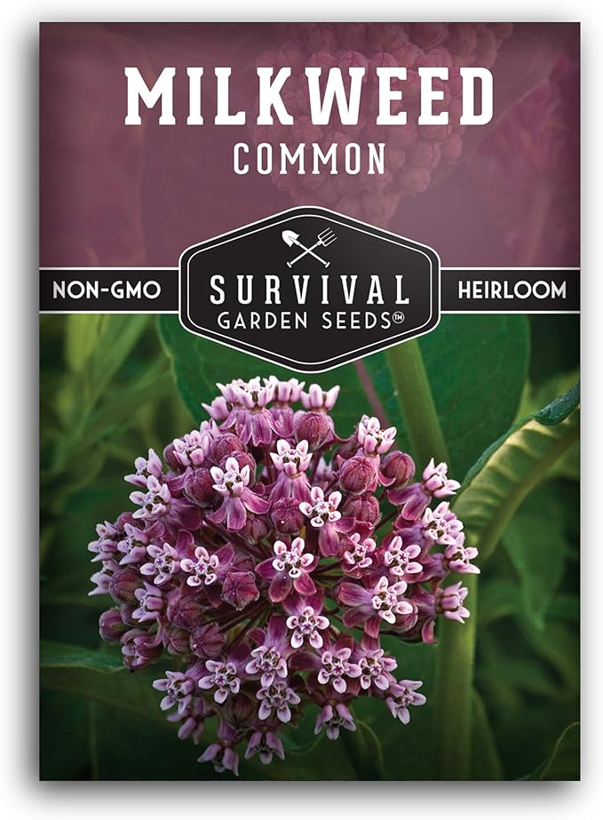 Common Milkweed Seeds for Planting - 1 Packet with Instructions Grow Asclepias Syriaca Wildflowers - Attract Monarch Butterflies & Help Conservation Non-GMO Heirloom Variety - Survival Garden Seeds