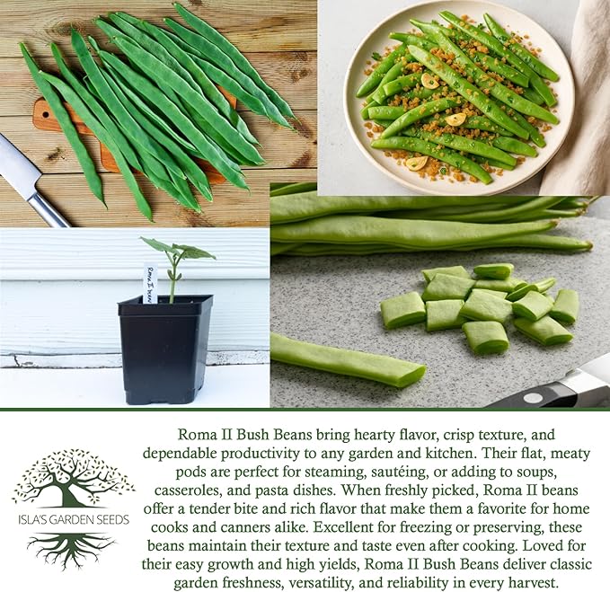 Roma II Italian Bush Bean Seeds (Phaseolus vulgaris) – 30+ Heirloom Non GMO Seeds by Isla’s Garden Seeds – Delicious Flat Green Pods for Home Vegetable Gardens, Easy to Grow Bush Beans, Gift Idea