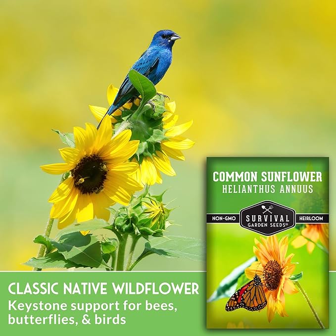Common Sunflower (Helianthus annuus) Seeds for Planting | Giant Bird & Pollinator Magnet | Fast-Growing Native Wildflower - Survival Garden Seeds - 1 Pack