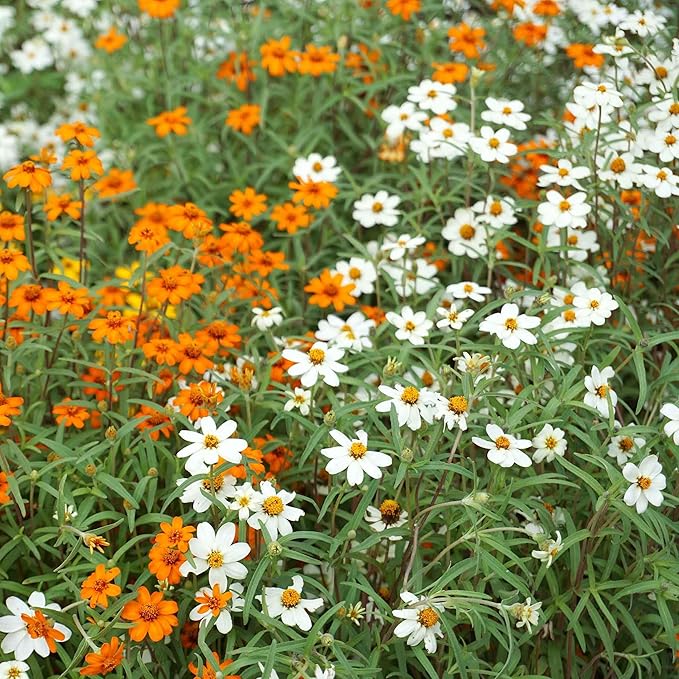 Eden Brothers Zinnia Seeds - Linearis Mix, Non-GMO Seeds for Planting, Packet | Low-Maintenance Flower Seeds, Plant During Spring, Zones 3, 4, 5, 6, 7, 8, 9, 10