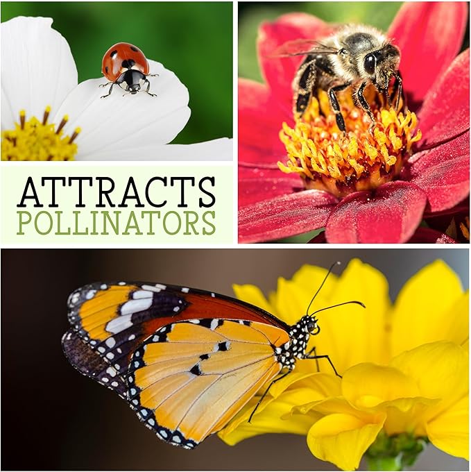 Seed Needs Annual Phlox Seeds for Planting a Colorful Mixture of Flowers - Heirloom & Open Pollinated Wildflowers to Attract Butterflies and Other Pollinators to an Outdoor Garden (5 Packs)