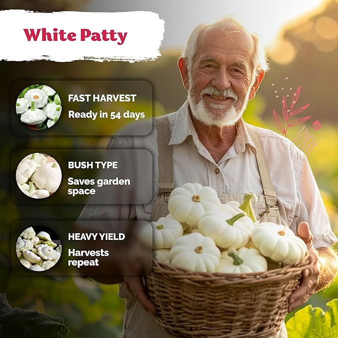 KVITER 50 White Patty Pan Squash Seeds (Cucurbita Pepo) – Scallops Bush Summer Squash Seed Packets for Vegetable Garden – Non GMO Heirloom Vegetable Seeds for Planting Outdoors, Home Garden