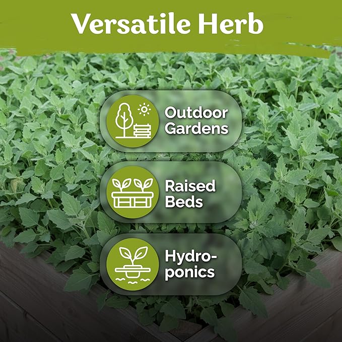 KVITER 1000 Lambs Quarters Seeds (Chenopodium Album) - Goosefoot, Wild Spinach, Edible Leaves, Heirloom Herbs Seed, Non GMO - Annual Herb Seeds in Seed Packets for Outdoor Gardens or Raised Beds