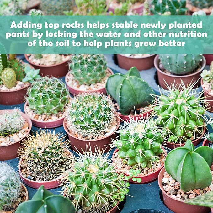 2LBS Horticultural Succulent Rocks Bonsai Mix Succulent Potting Mix Lava Rocks Cactus Soil Potting Mix Amendment