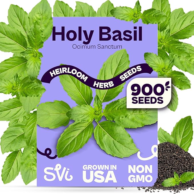 SVI 900 Holy Basil Seeds (Ocimum Sanctum) – Sacred Krishna Tulsi Seed Packets, Fragrant, Edible Basil – Non GMO Heirloom Herb Seeds for Outdoor & Indoor Herb Garden