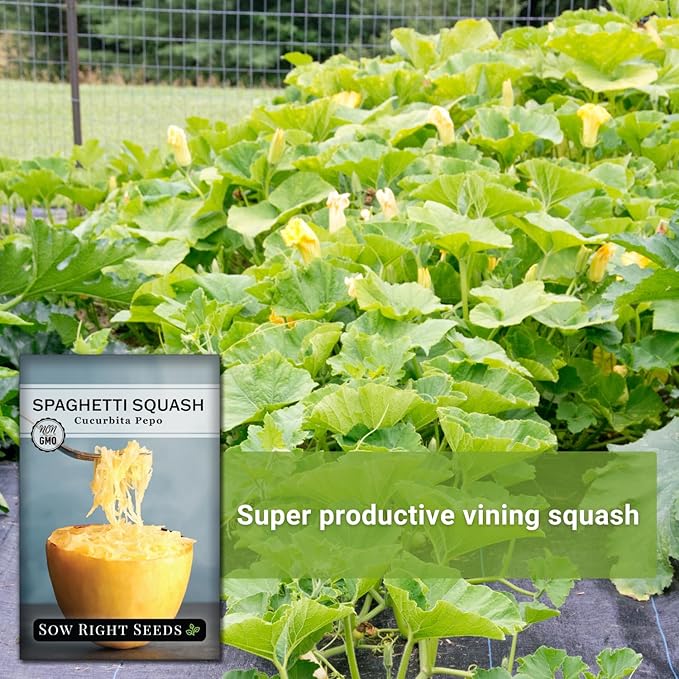 Sow Right Seeds - Spaghetti Squash Seeds for Planting - Non-GMO Heirloom Packet with Instructions to Plant and Grow an Outdoor Home Vegetable Garden - Roast and Enjoy Eating This Favorite Variety (3)