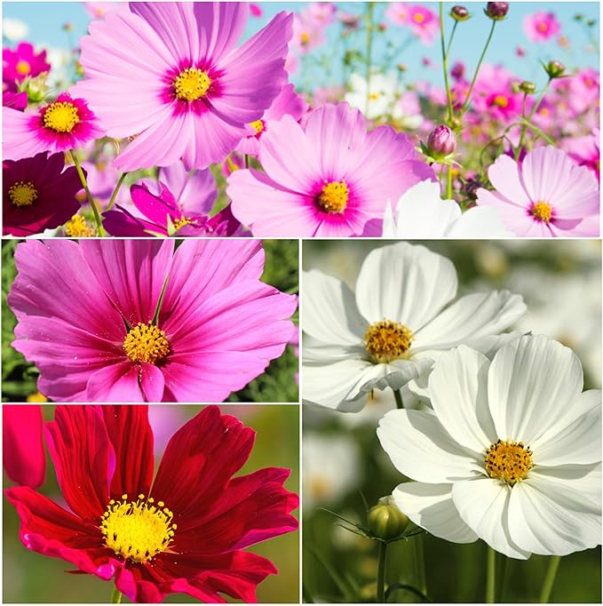 Seed Needs Cosmos Seeds for Planting Sensation Mix | 5,000+ Heirloom Seeds Open Pollinated Annual Cut Flower | Large Pink, White and Red Multicolored Mixed Blooms | Bulk