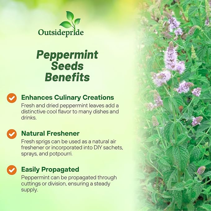 Outsidepride Peppermint Seeds for Planting - 2000 Pcs Perennial Compact Growth, Easy to Grow Herb Seeds w/Aromatic Foliage for Culinary Uses, Herbal Remedies & Wellness, Ideal for Container Gardening