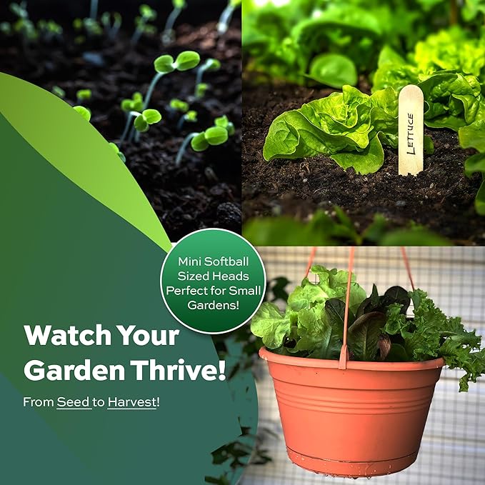 1000+ Tom Thumb Heirloom Lettuce Seeds - Non-GMO USA Grown - Miniature 5" Heads Butterhead Bibb Type Lettuce - Grows Indoors or Outdoors with Soil or Hydroponics