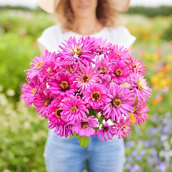 Eden Brothers Zinnia Seeds - Super Cactus Lilac Emperor, Non-GMO Seeds for Planting, Packet | Low-Maintenance Flower Seeds, Plant During Spring, Zones 3, 4, 5, 6, 7, 8, 9, 10
