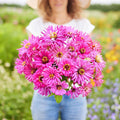 Eden Brothers Zinnia Seeds - Super Cactus Lilac Emperor, Non-GMO Seeds for Planting, 1 oz | Low-Maintenance Flower Seeds, Plant During Spring, Zones 3, 4, 5, 6, 7, 8, 9, 10