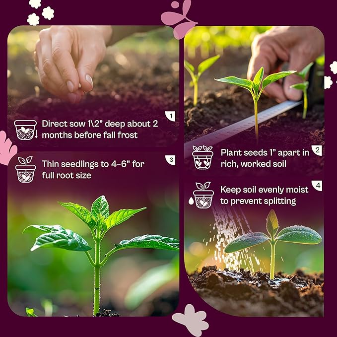 SVI 550 Daikon Radish Seeds (Raphanus sativus) – White Radish Seed Packets, 45-Day Radishes Harvest, Raddish Seed Pack – Heirloom Vegetable Seeds for Vegetable Garden Outdoors, Bed Japanese Garden