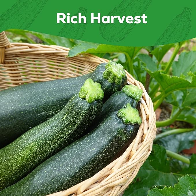 Zucchini Seeds for Planting - 45 Black Beauty Summer Squash Seeds - Non-GMO, Heirloom Vegetable Seed Packet for Home Garden, Hydroponic, Indoor/Outdoor