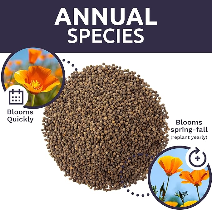 Bulk California Orange Poppy Wildflower Seeds - 1 Pound Bag - Over 320,000 Native Seeds - California State Flower!