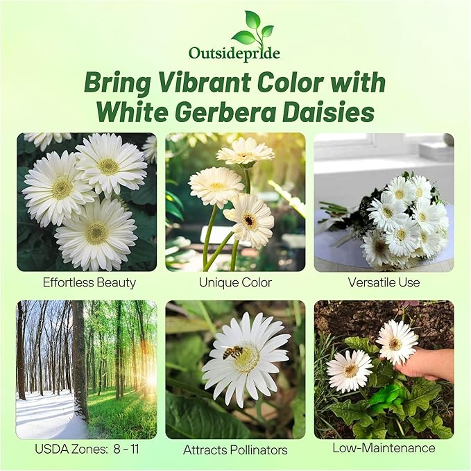 Outsidepride Vanilla Gerbera Seeds - 10 Pcs Perennial, Compact & Low Maintenance, Flower Seeds for Planting w/Vibrant White Blooms, Ideal for Garden Landscaping & Cut Flower Arrangements