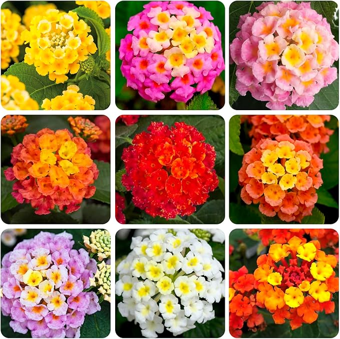 300+Perennial Mix Lantana Camara Flowers Seeds for Planting Outdoors Home Garden
