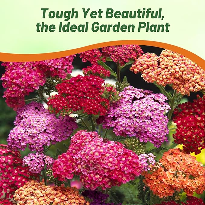 Outsidepride Summer Berries Mix Yarrow Seeds – 2000 Pcs. Perennial, Versatile, Clump-Forming, & Drought Tolerant Flower Seeds for Planting Fragrant & Vibrant Blooms, Ideal for Pollinator Gardens