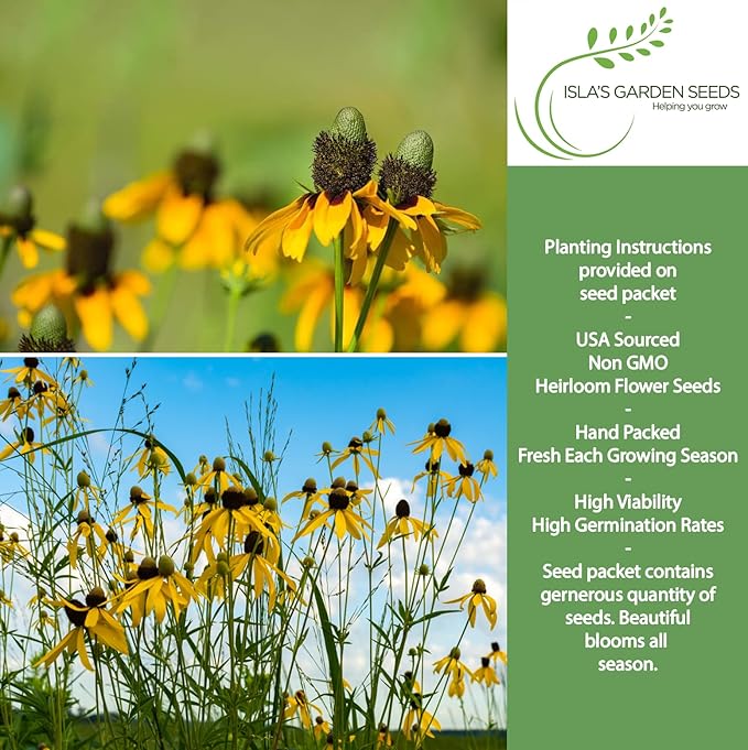 Clasping Coneflower Seeds (Dracopis amplexicaulis) – 1000+ Non-GMO & Heirloom Yellow Flower Seeds for Planting, by Isla’s Garden Seeds, Hardy Native Wildflower, Attracts Pollinators, Gift Idea