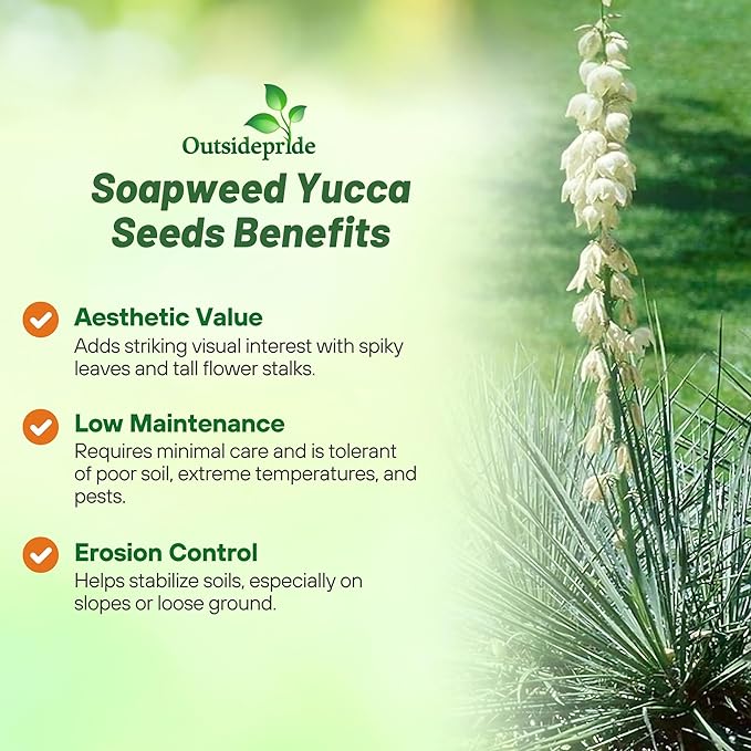 Outsidepride Soapweed Glauca Yucca Seeds for Planting - 100 Pcs Drought Tolerant Flower Seeds with Evergreen Foliage & Pollinator-Friendly Flowers, for Xeriscaping, Dry or Sandy Landscapes
