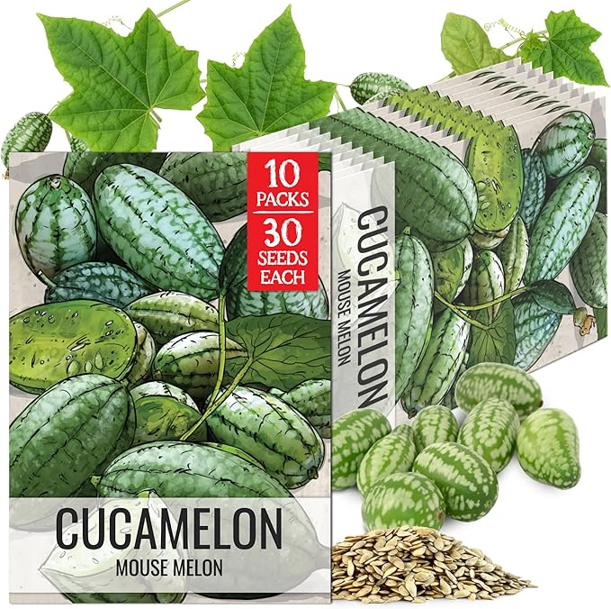 Seed Needs Cucamelon Seeds for Planting Mexican Sour Gherkin Miniature Mouse Melons - Non-GMO Heirloom & Untreated - Grow a Home Grown Indoor Outdoor Vegetable Garden (10 Packs)