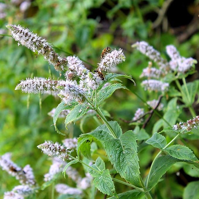 Outsidepride Peppermint Seeds for Planting - 2000 Pcs Perennial Compact Growth, Easy to Grow Herb Seeds w/Aromatic Foliage for Culinary Uses, Herbal Remedies & Wellness, Ideal for Container Gardening