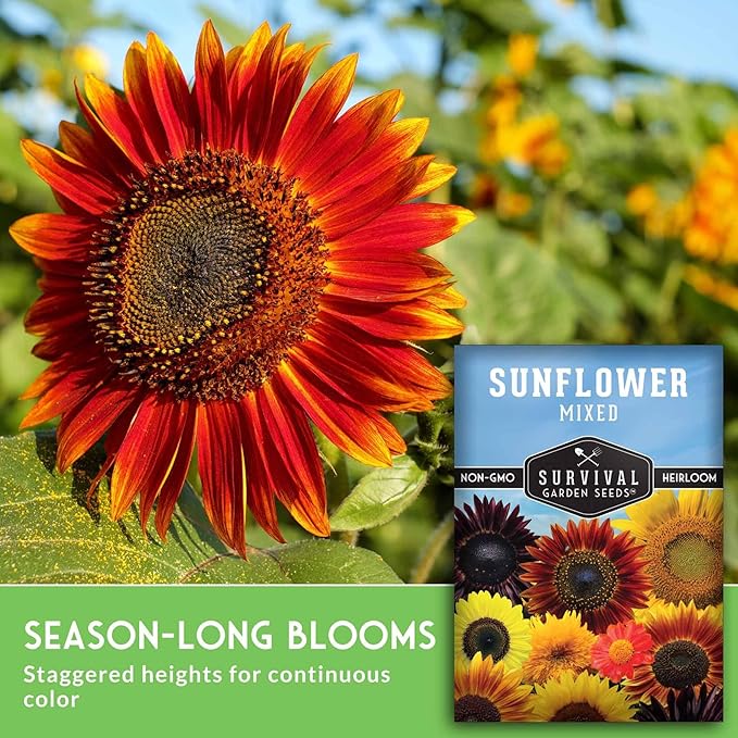 Mixed Sunflower Seeds for Planting | Colorful Blend of Heirloom Varieties for Cut Flowers & Pollinators – Heirloom Non-GMO – Survival Garden Seeds (5 Packs)