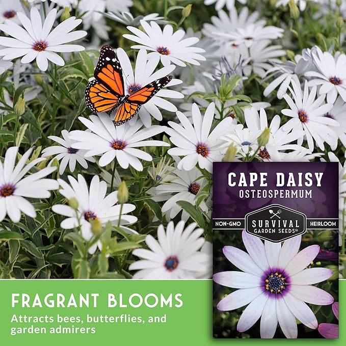 Cape Daisy Seeds for Planting - Osteospermum Ecklonis - White Petals with Purple Eyes, Long Blooming Annual to Tender Perennial Flower Variety - Survival Garden Seeds (2 Packs)