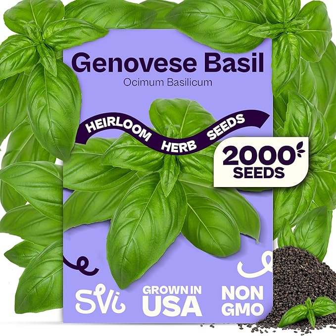 SVI 2000 Genovese Basil Seeds (Ocimum basilicum) – Sweet Basil Seed Packets – Aromatic Non GMO Heirloom Large Leaf Culinary Herb Seeds, Outdoor & Indoor Herb Garden