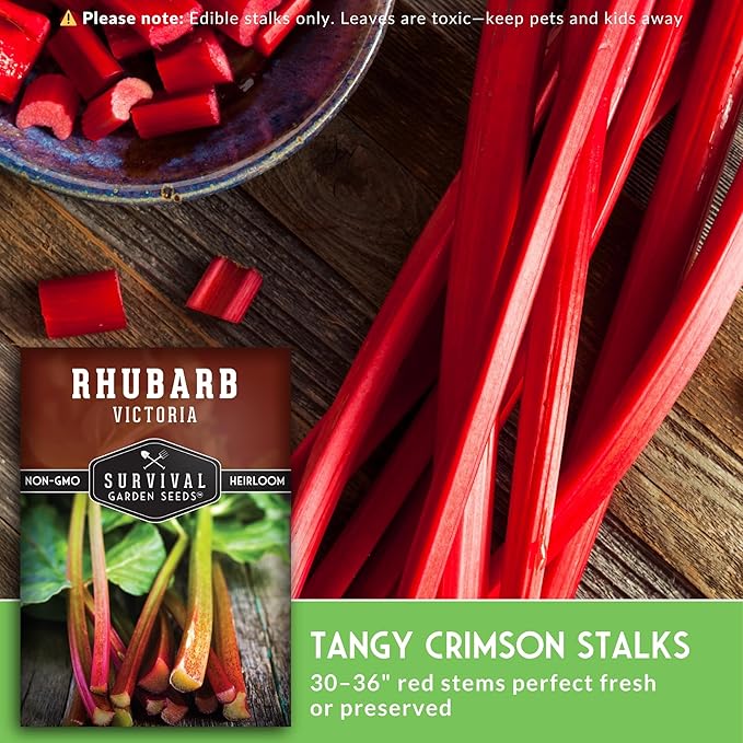 Victoria Rhubarb Seeds for Planting - Grow Cold-Tolerant Perennial Spring Vegetables/Fruit in Your Home Garden - Non-GMO Heirloom Variety - Survival Garden Seeds (1 Pack)